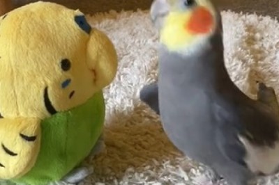 Feathered Superstar Alert! Watch This Parrot Bust a Move and Belt Out Tunes in Hilarious Dance Party!
