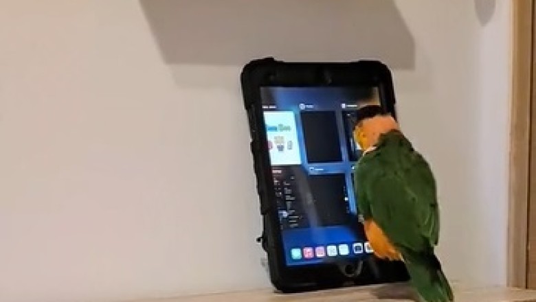 Flying Feathers or Rocket Bird? Watch This Hilarious Speedy Parrot Take Jumping to New Heights!