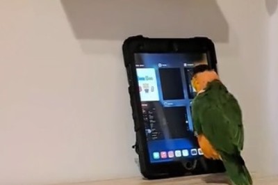 Flying Feathers or Rocket Bird? Watch This Hilarious Speedy Parrot Take Jumping to New Heights!