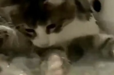 Hilarious Hijinks in the Kitchen: Watch This Cat Turn a Simple Faucet into a Water Wonderland!