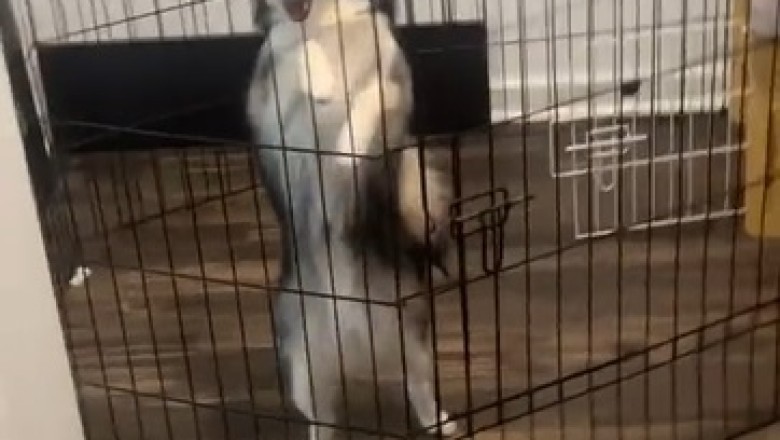 Hilarious Hound Hustles! Watch this Dancing Dog Break It Down in a Cage!