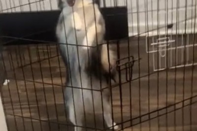 Hilarious Hound Hustles! Watch this Dancing Dog Break It Down in a Cage!