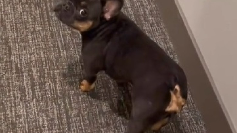 Hilarious Hound's Spooked Spectacle! Watch as Fearful Dog Confronts the Terrifying Unknown!