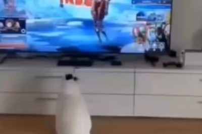 Hilarious Kitty TV Terror! Watch as Frightened Cat's Reactions to Scary Screen Shenanigans Go Viral!