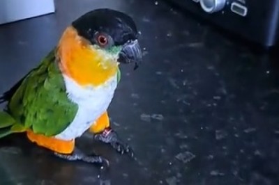 Hilarious Parrot Takes a Stroll - You Won't Believe What Happens Next!
