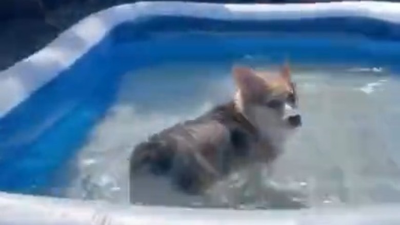 Hilarious Pooch Makes a Splash at the Park: Watch This Adorably Soggy Doggy Turn Heads with Their Epic Swimming Skills!