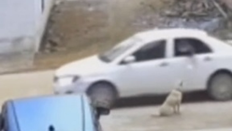 Incredible Doggie Drive-By! Watch as a Daring Pooch Jumps Through Car Window in Epic Doggie Duel!