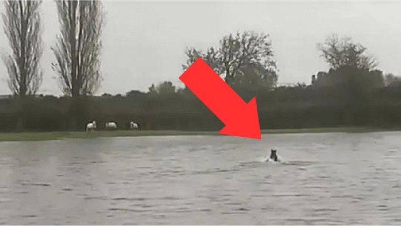 Incredible Resilience: How a Community Rebuilt After Devastating Wildfires