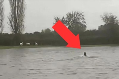 Incredible Resilience: How a Community Rebuilt After Devastating Wildfires