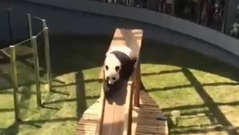 Panda Pandemonium: Hilarious Video of a Playful Panda Jumping on a Sled!