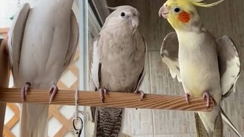 Parrot Trio's Perfect Harmony: Hilarious Synchronized Serenade of Three Feathered Friends!