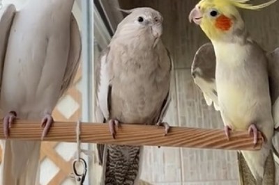 Parrot Trio's Perfect Harmony: Hilarious Synchronized Serenade of Three Feathered Friends!