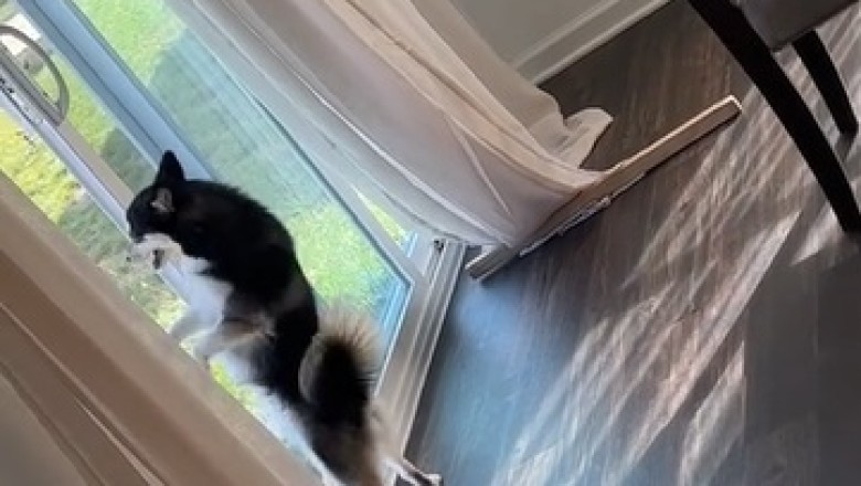 Paws-itively Insane! Watch This Adorable Dog Tear Up the Dance Floor in a Room!