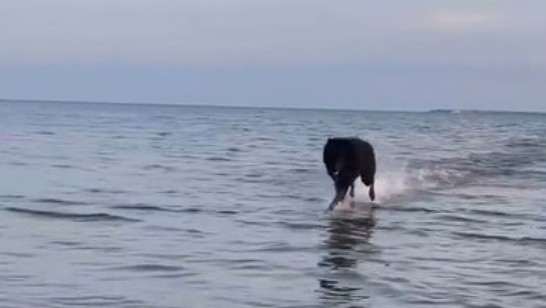 Pawsitively Divine: Watch in Amazement as a Clever Dog Defies Gravity and Takes a Stroll on Water!