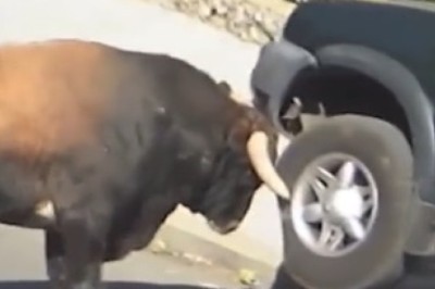 Raging Bull Rampage: Hilarious Mayhem Unfolds as Bull Takes on Unlucky Car!