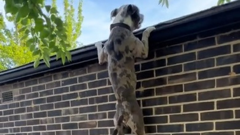 The Great Escape: Hilarious Dog's Mission Over the Garden Wall Caught on Camera!