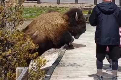 Unaware Tourists Learn a Valuable Lesson After Disturbing a Huge Bison in Yellowstone National Park