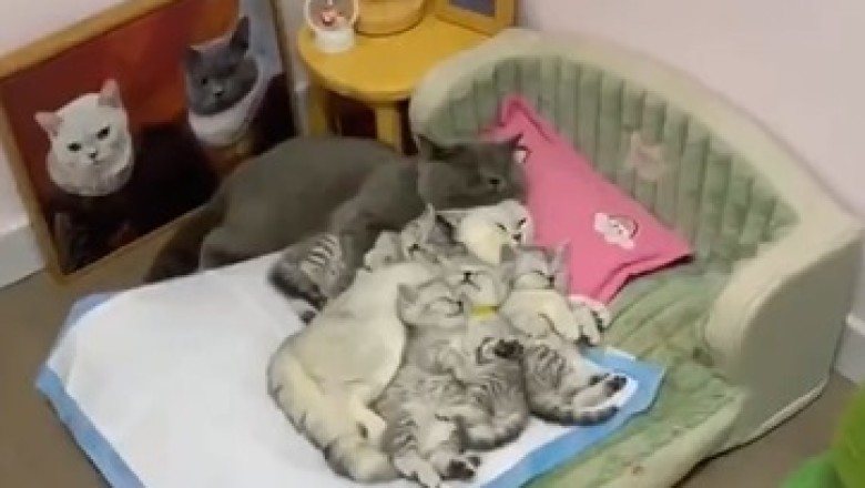Witness the Cutest Nap Ever! Sleeping Cat Overwhelmed by Adorable Kittens!