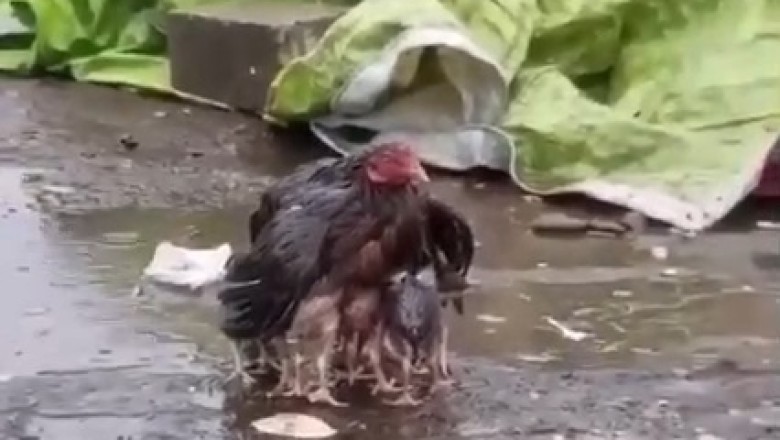 Feathered Hero Saves the Day: Watch This Hilarious Hen Shield Her Chicks from a Surprise Rainstorm!