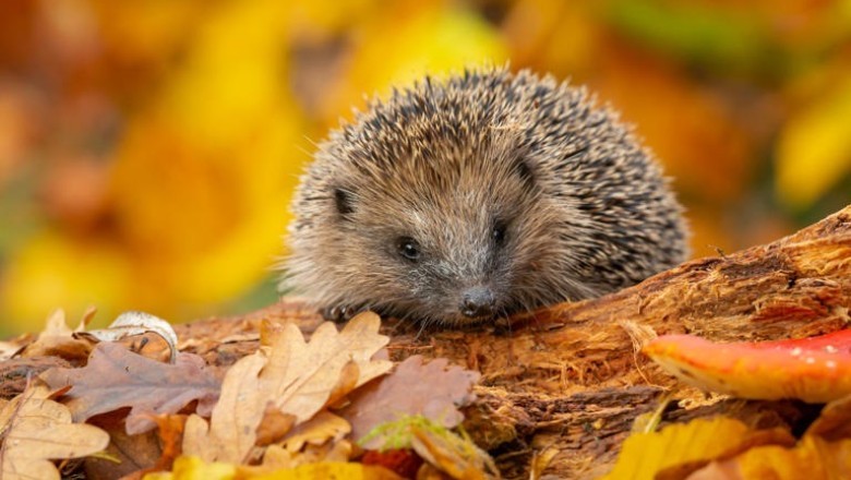 Hedgehog Conservation: Attracting and Caring for These Magical Garden Helpers