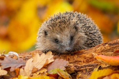 Hedgehog Conservation: Attracting and Caring for These Magical Garden Helpers