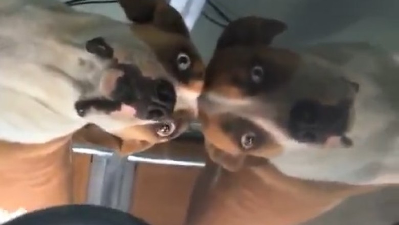 Hilarious Dog vs. Sneaky Car Window: You Won't Stop Laughing at this Pawsome Surprise!