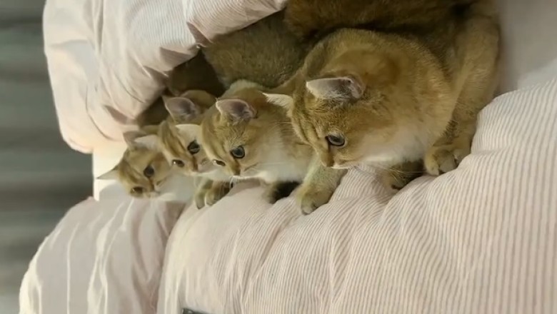 Pawsitively Hilarious: Cats React to Cartoons in the Most Adorable and Unpredictable Ways!