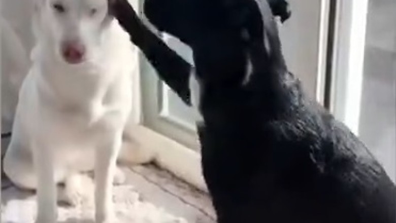 Unscripted Puppy Love: Watch this Adorable Dog Hug Fest That Will Melt Your Heart!