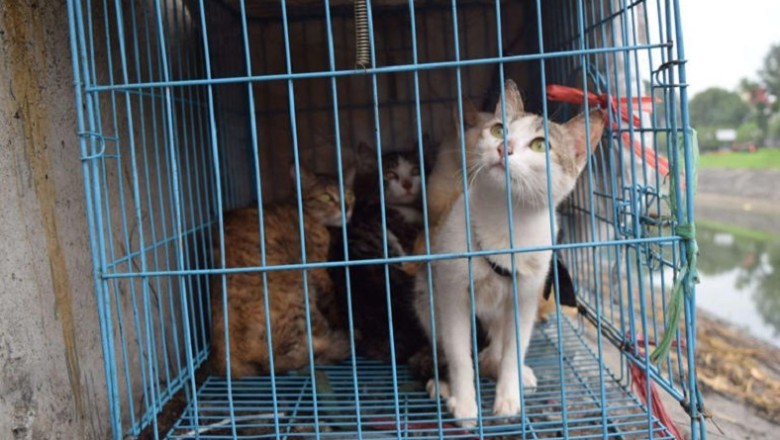 China Cat Meat Trafficking Dismantled, Saving Thousands of Felines