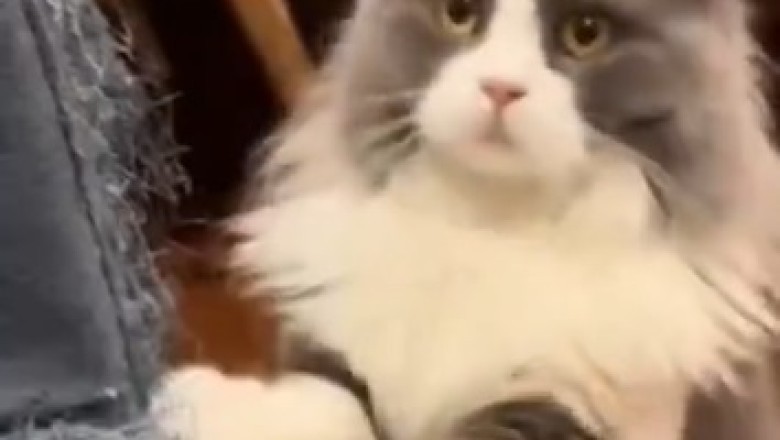 Hilarious Cat Goes Bonkers on Wool - Witness the Ultimate Feline Fashion Fail!