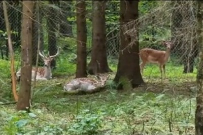 Hilarious Deer Adventures: A Comedy in the Forest