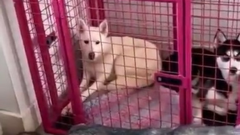 Hilarious Howling Dogs Make Epic Choir - You Won't Believe Their Pawsome Performance!