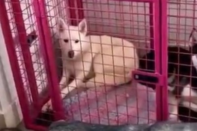 Hilarious Howling Dogs Make Epic Choir - You Won't Believe Their Pawsome Performance!