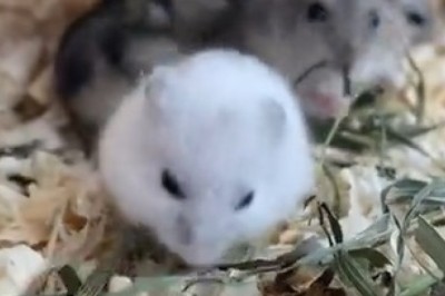 Hilarious Pandemonium: Mice Trade Cheese for Grass in Epic Role Reversal!