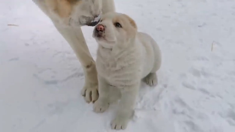 Hilarious Snow Showdown: Puppies VS Winter!