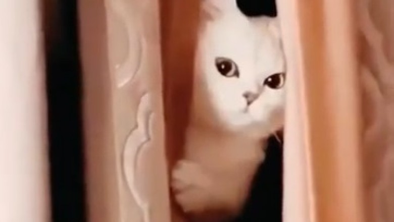Mischievous Cat's Hilarious Game of Peek-a-Boo with a Jealous Jar