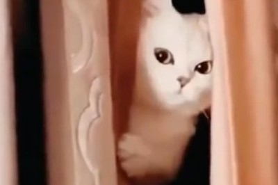 Mischievous Cat's Hilarious Game of Peek-a-Boo with a Jealous Jar