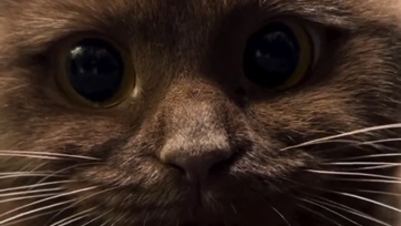 Prepare to Be Overwhelmed with Cuteness: This Lovely Cat Will Melt Your Heart!