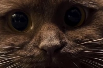 Prepare to Be Overwhelmed with Cuteness: This Lovely Cat Will Melt Your Heart!