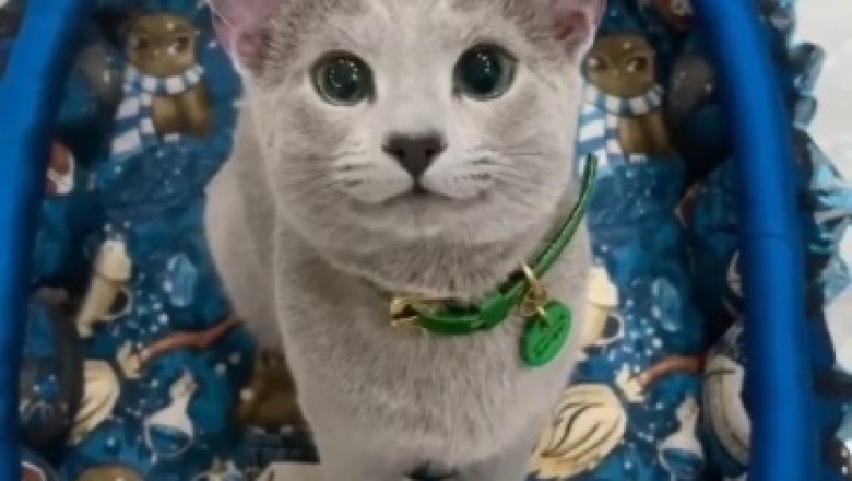 Purrfectly Funny: A Beautiful Cat's Hilarious Adventures Will Leave You in Stitches!