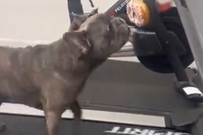 This Paw-some Pooch Takes Fitness to a Whole New Level - Prepare to Be Doggone Amazed!
