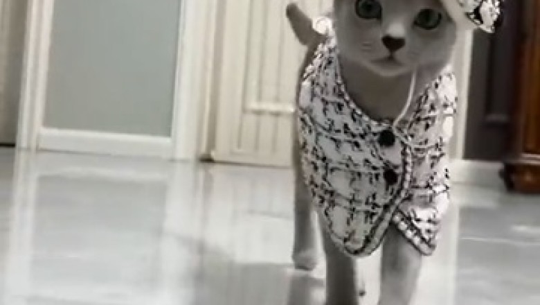 This Talented Cat Will Mesmerize You with Its Hilarious Costume Showoff Skills!