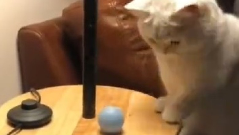 Watch This Hilariously Confused Cat Conquer the Art of Being Utterly Clueless!