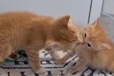A Heartwarming Tale of Feline Camaraderie: Handicapped Kitten Finds Support from its Feline Family