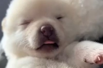 Adorable Little Dog Takes 'Aww' to a Whole New Level with Its Unbelievably Hilarious Sleeping Habits!