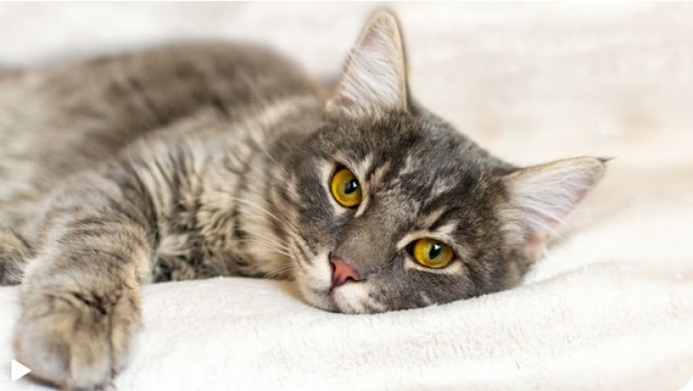Detecting Pain in Cats: 5 Alarming Signs for Concerned Pet Owners