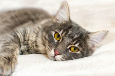 Detecting Pain in Cats: 5 Alarming Signs for Concerned Pet Owners