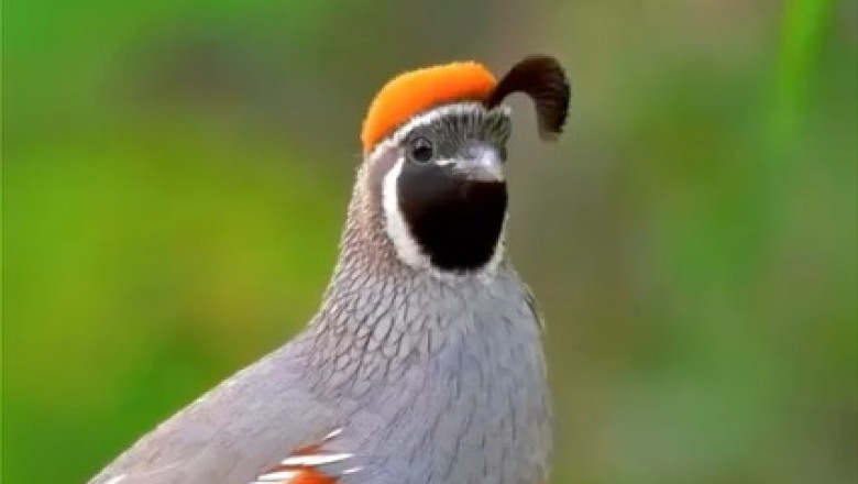 Feathered Comedian on a Tree: Watch the Hilarious Antics of this Playful Bird!