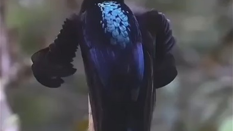 Feathered Maestro: Mesmerizing Bird Serenades with the Most Enchanting Melodies!