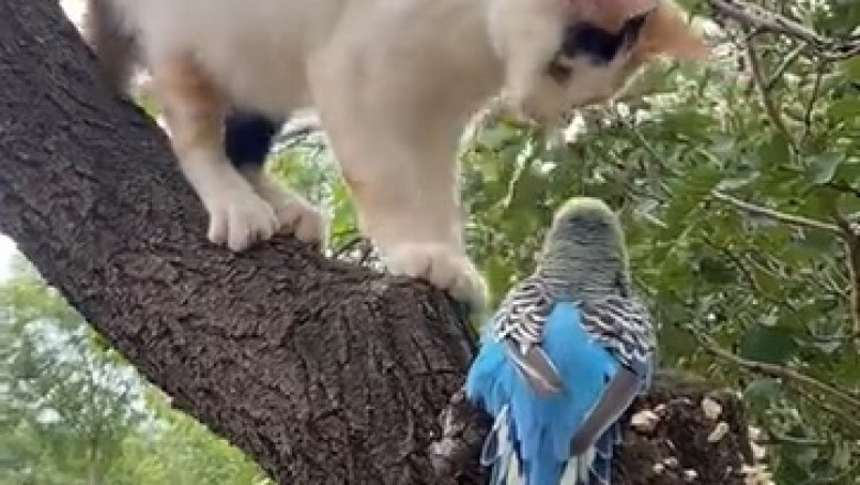 Feathery Fiasco: Cat vs. Parrot - A Hilariously Unexpected Showdown in the Treetops!